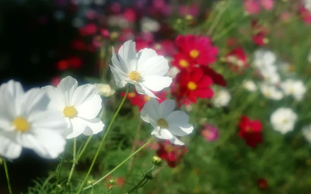 Natur - bunte Blumen HD Hintergrundbild