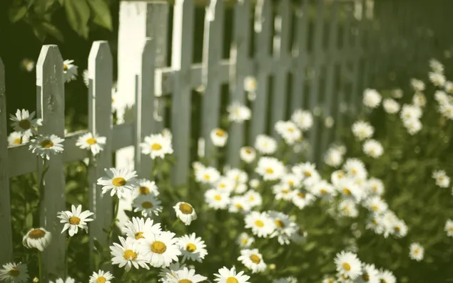 Nature - daisy flower