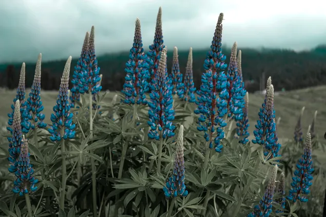 הטבע לא ממהר, ובכל זאת הכל נעשה 4K טפט