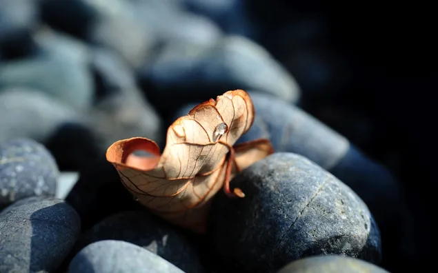 Taustakuva Luonto - Kuivat lehdet HD