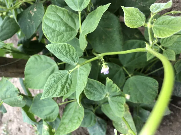 Natyra Tokë Bimë Lule 4K sfond