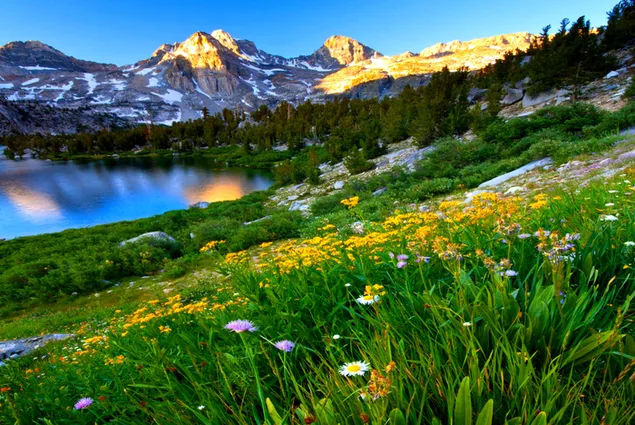 Nature flowers trees mountain and sunset download