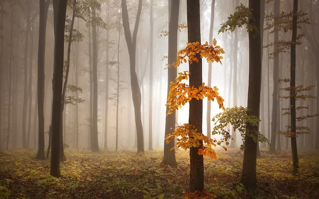 Natuur - Mistige woud HD muurpapier