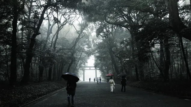 Nature - foggy walk download