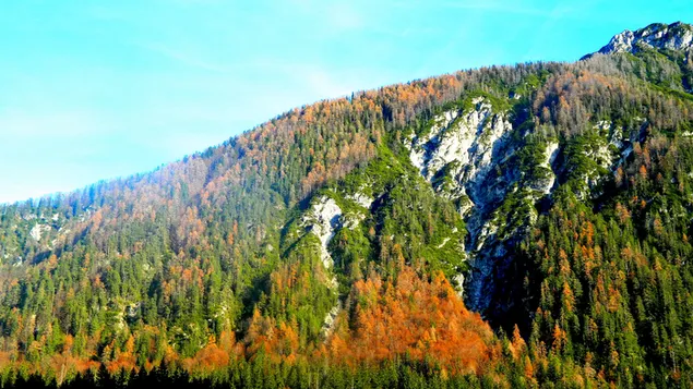 Natur - Waldhintergrundansicht 4K Hintergrundbild