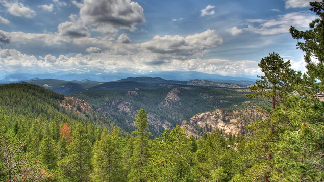 طبیعت - جنگل در کوه کاغذدیواری  HD