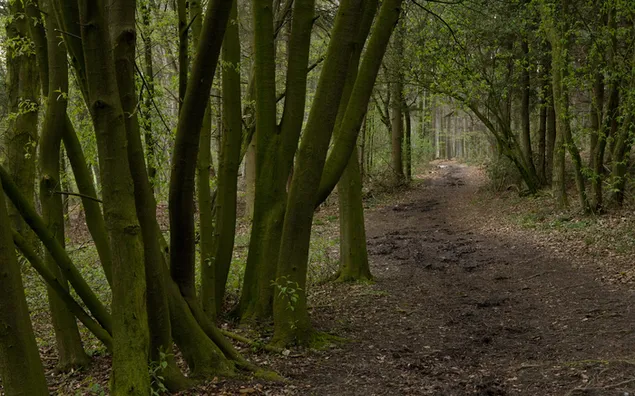 Natur - Wald HD Hintergrundbild