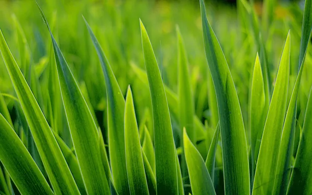 nature - green grass download