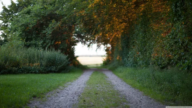 自然-綠色路徑 2K 壁紙