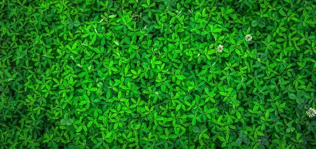 Natuur - Groen plante patroon en selde wit blom 4K muurpapier