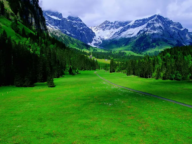 Natur grønne baggrund download