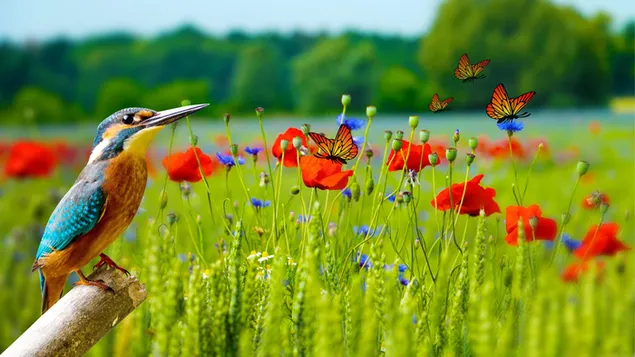 Hình nền Thiên nhiên phong cảnh cánh đồng hoa với cuộc sống hoang dã 4K