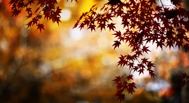 Nature - Maple leaves