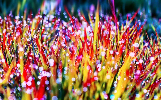 natur - mikroblume herunterladen