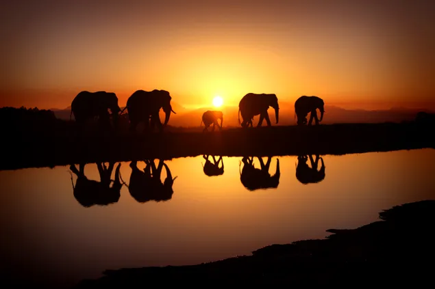 Naturfoto von Elefanten, die sich im Wasser spiegeln herunterladen