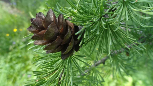 Natyra - Pisha HD sfond