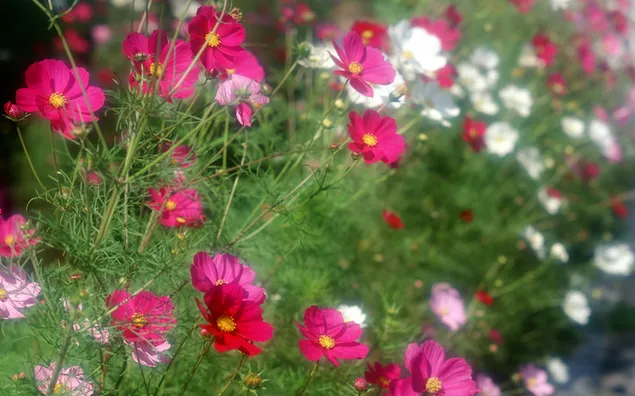 Natur - rosa und weiße Blumen HD Hintergrundbild