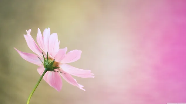 Natur - Pink blomst baggrund download