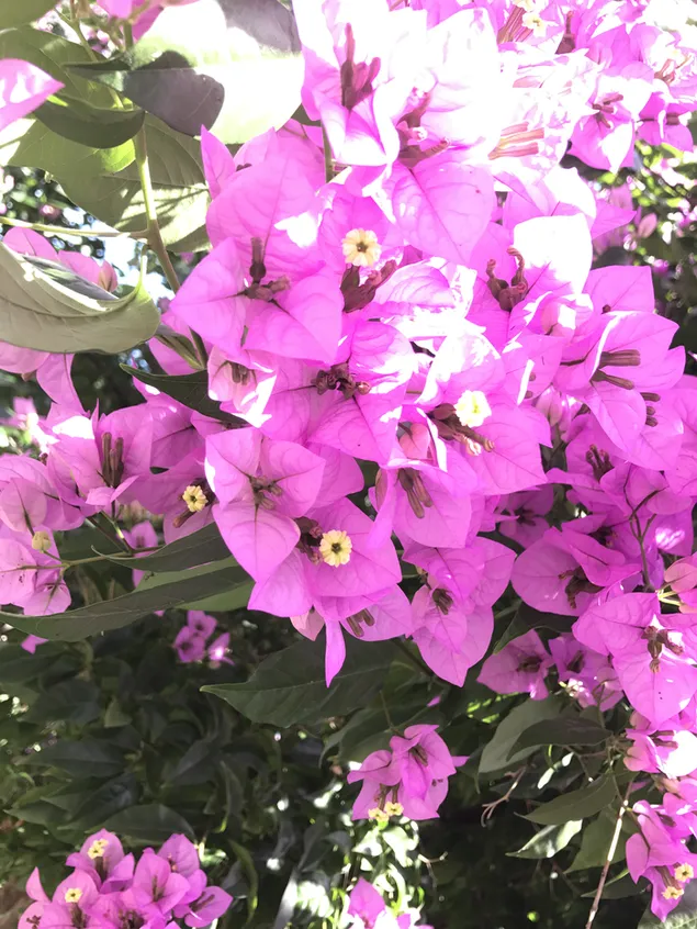 muat turun bunga merah jambu alam