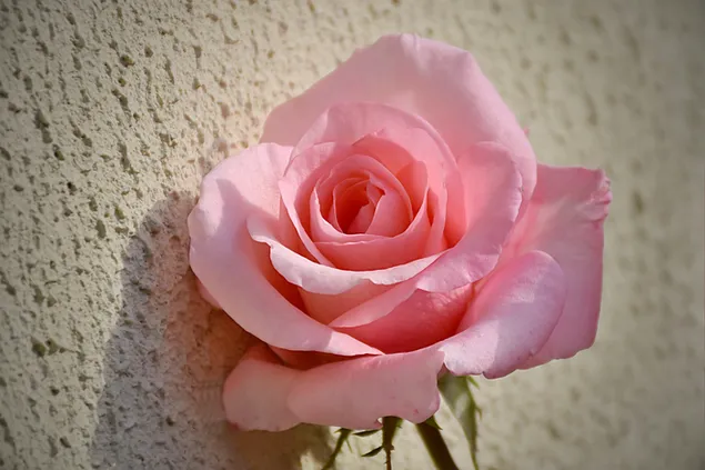 Daba - rozā rozes zieds tuvplānā lejupielādēt