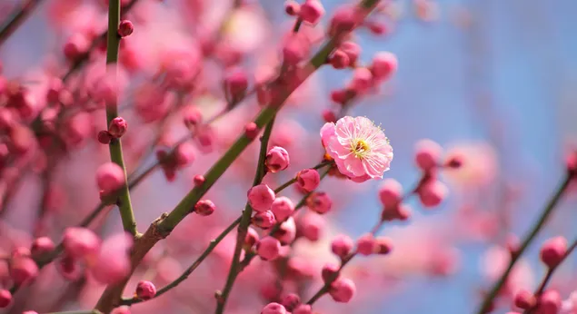 Natur - Pflaumenblüte 4K Hintergrundbild