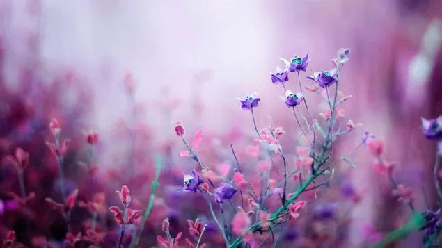 Naturaleza - flores de color púrpura