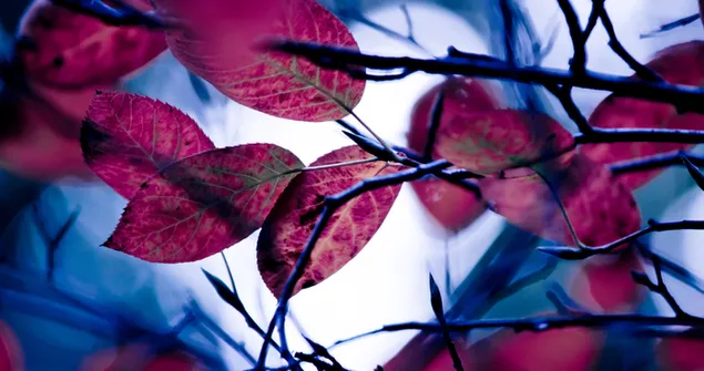 Natur - lila Blätter 4K Hintergrundbild