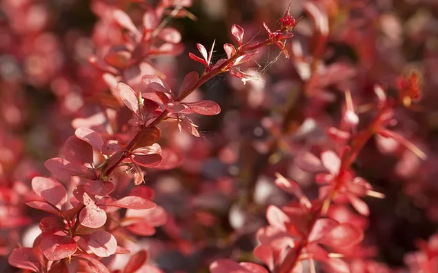 自然-紅葉植物 HD 壁紙
