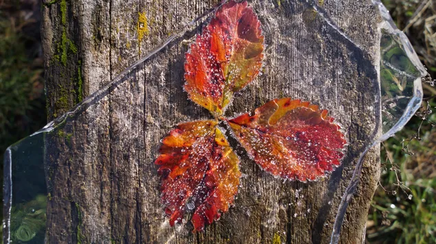 Natur - rote Blätter 4K Hintergrundbild