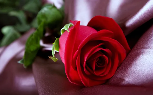 Natur - rote Rose