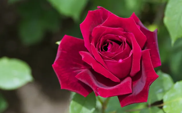 Natur - Rose 4K Hintergrundbild