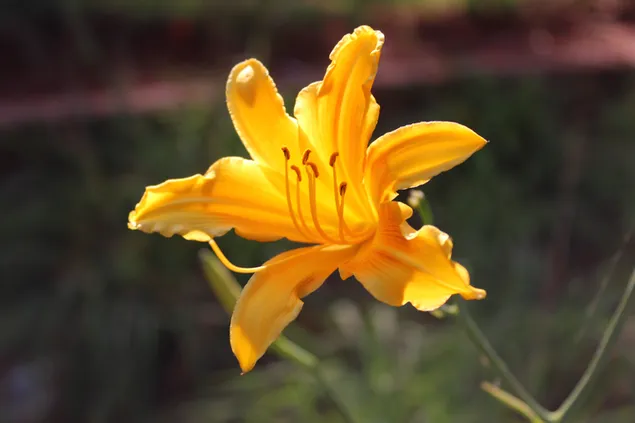 keindahan alam sunset yellow daylily 4K wallpaper