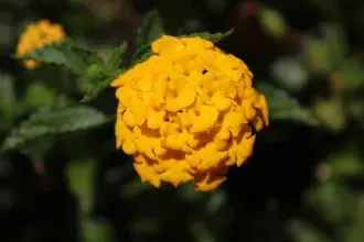Ljepota prirode žuta 4K pozadina
