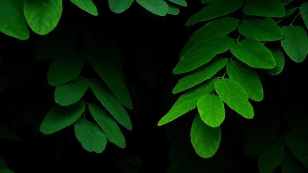Nature's leaf download