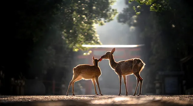 Nature's Wild Animal Deer 4K wallpaper download