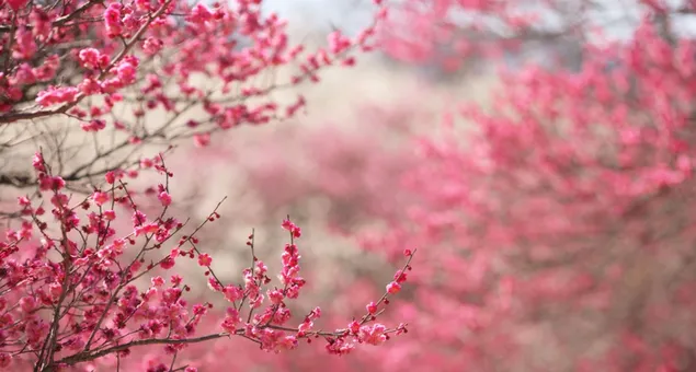 Природа - цвет на сакура 2K тапет