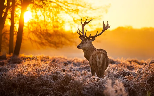 Sagome di natura e cervi tra le piante vicino agli alberi nelle luci del tramonto dai toni gialli 2K sfondo