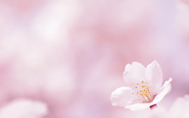 Alam - latar belakang merah muda musim semi unduhan