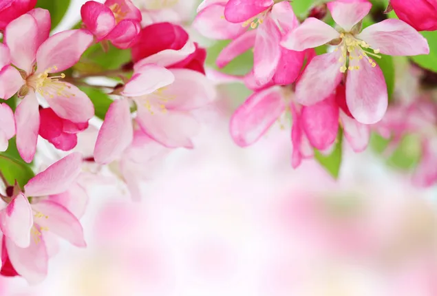 Natur - Frühlingsrosa Blume 6K Hintergrundbild