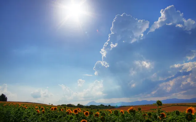 Naturaleza - campo de girasol descargar