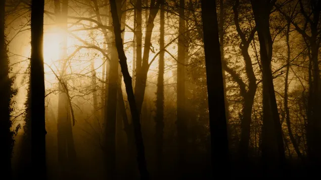 Natuur - zonsondergang in het bos download