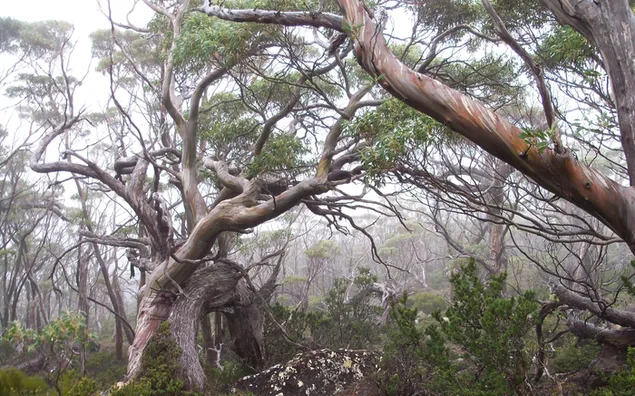 طبیعت - درختان پیچ خورده کاغذدیواری  HD