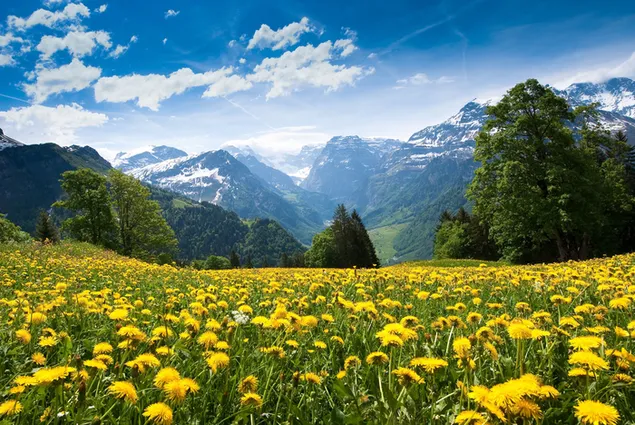 Uitzicht op de natuur van bomen en bergen die kijken vanaf het gele bloemenveld dat wakker wordt met het zomerseizoen