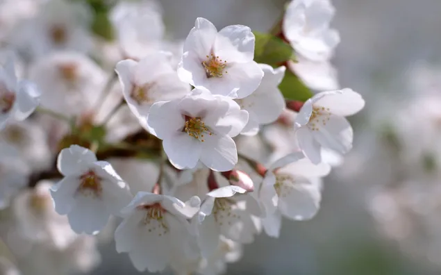 Natur - Weiße Blüten herunterladen