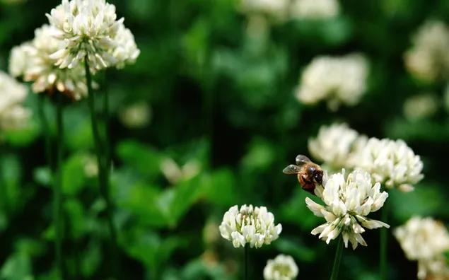 Natur - weißer Blumenhintergrund