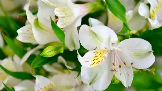 Natureza - lírio branco 4K papel de parede
