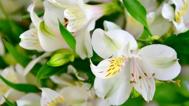 Natur - weiße Lilie 4K Hintergrundbild