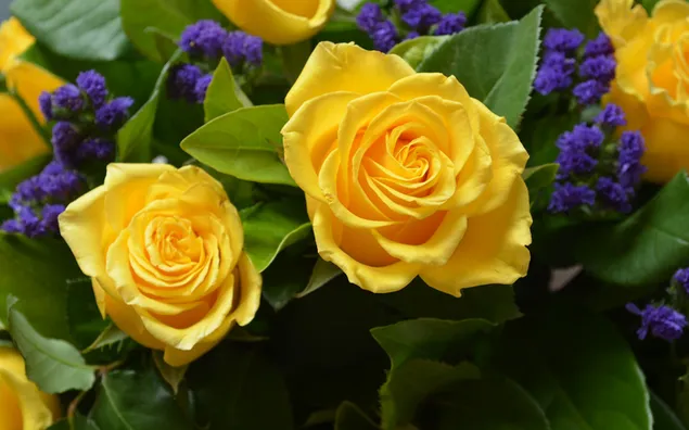 Natürliche gelbe Rose