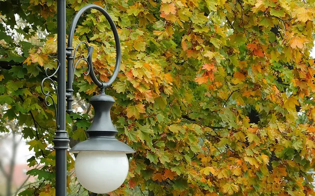 Natuur - Esdoornbladeren in de herfst