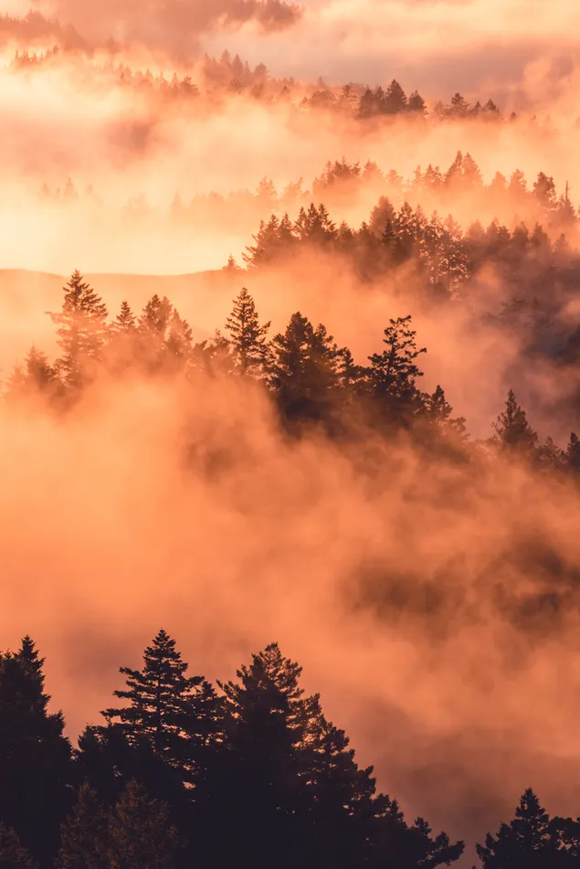 Nebelwald und Sonnenuntergang